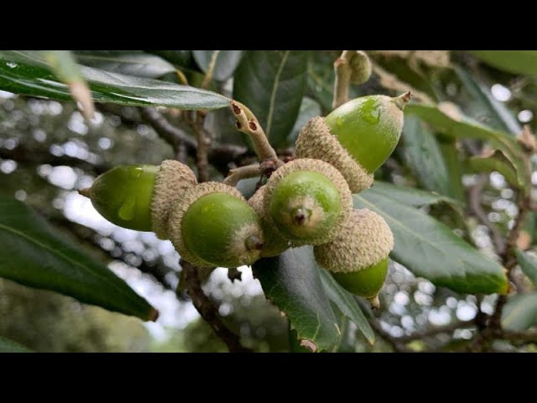 Ghiande / Semi di Quercia from Pakistan